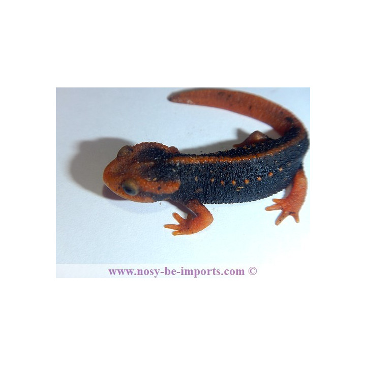Tylototriton shanjing