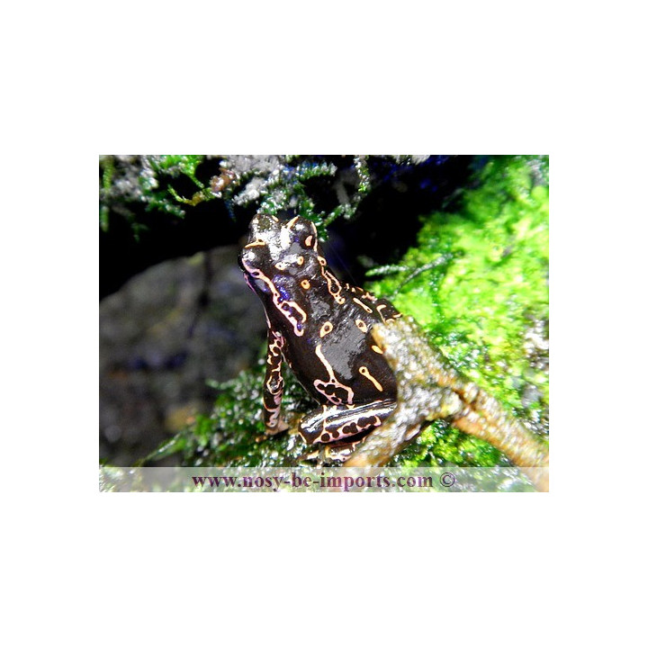 Atelopus spumarius barbotini