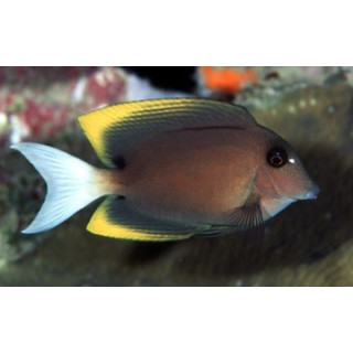 Ctenochaetus tominiensis - chirurgien - poissons marin VPC