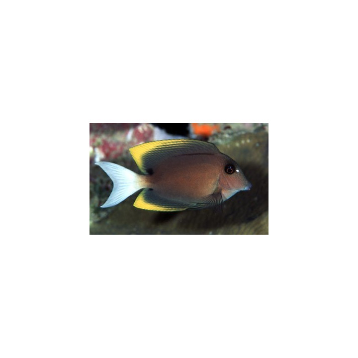 Ctenochaetus tominiensis - chirurgien - poissons marin VPC