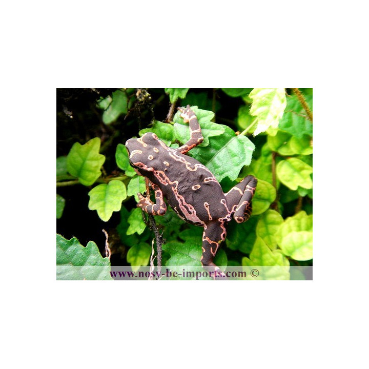 Atelopus spumarius barbotini