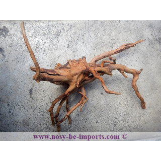 Racine araignée taille S