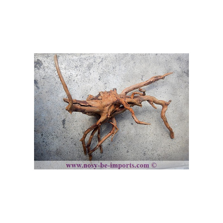 Racine araignée taille S