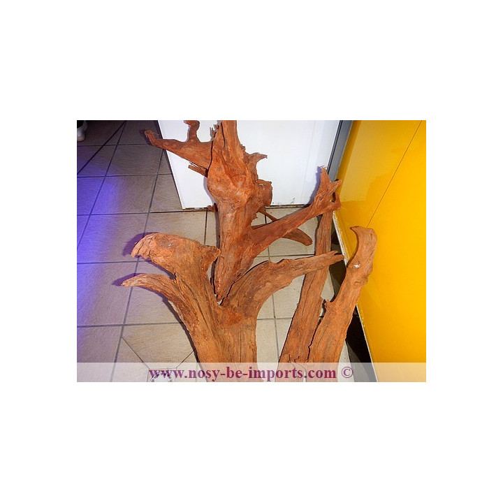 Racine mangrove XXXL