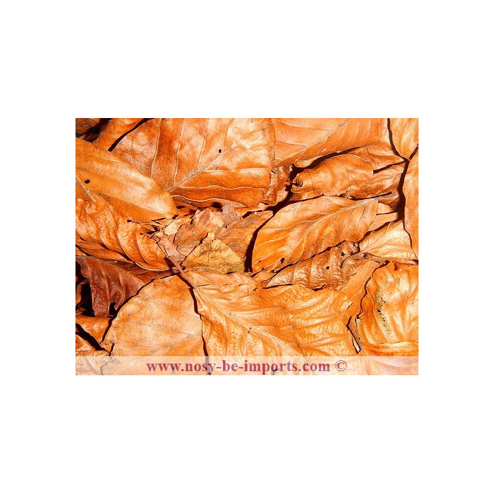 Feuille Catappa S