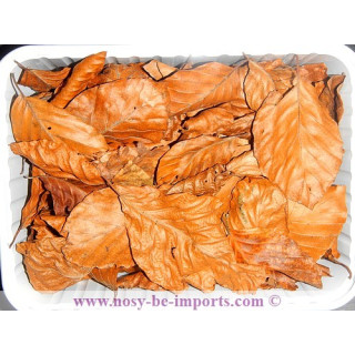 Feuille Catappa S