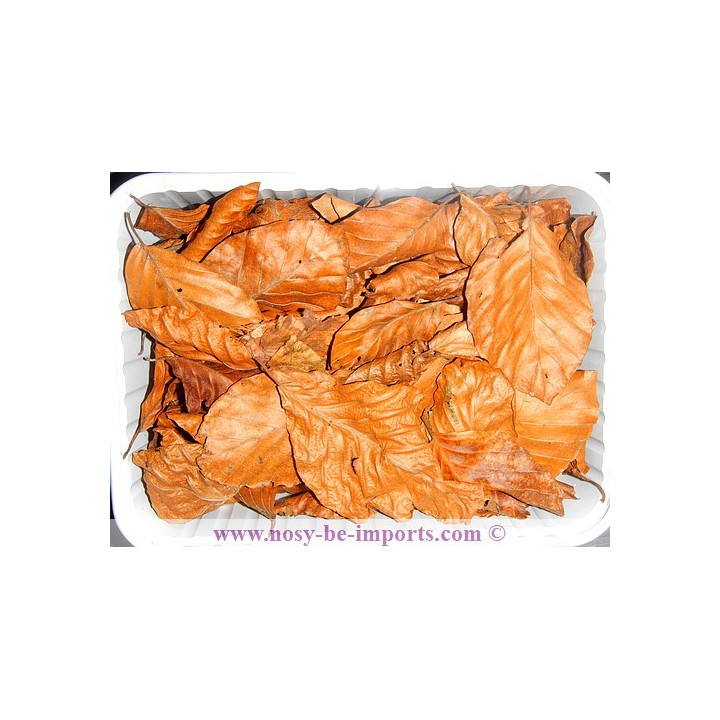 Feuille Catappa S