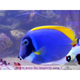 Acanthurus leucosternon