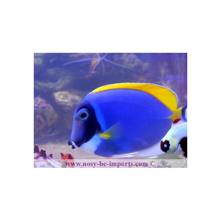 Acanthurus leucosternon
