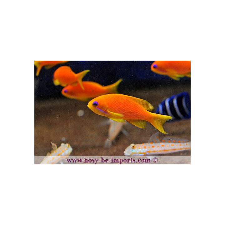 Pseudanthias squamipinnis