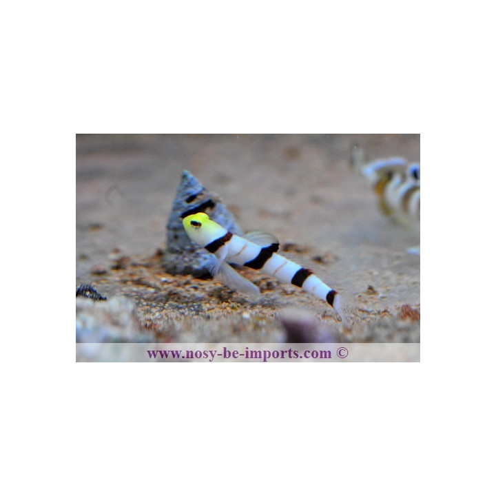 Stonogobiops dracula