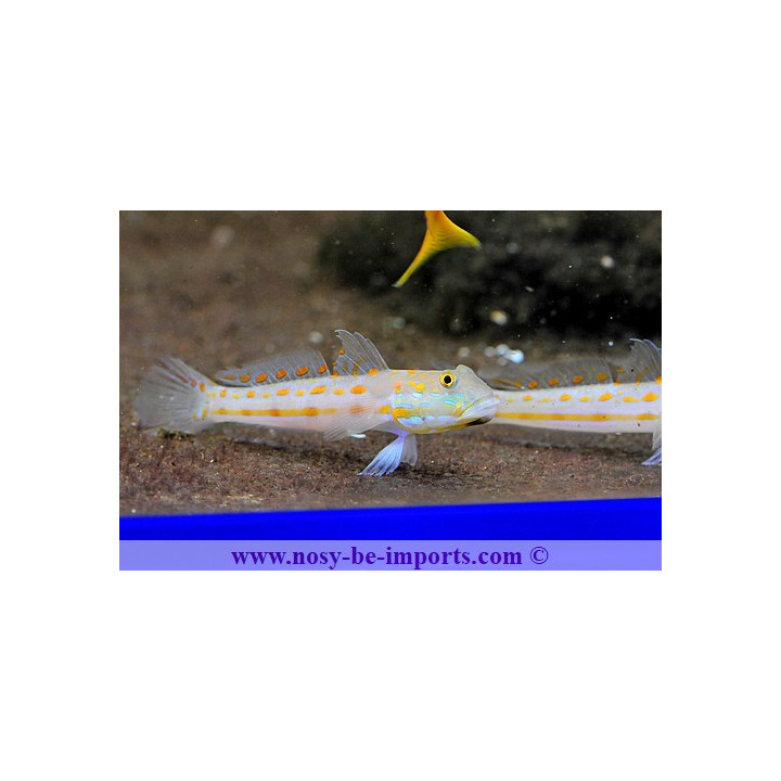 Valenciennea puellaris