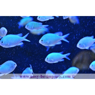Chromis viridis - demoiselle verte - Aquarium sur mesure