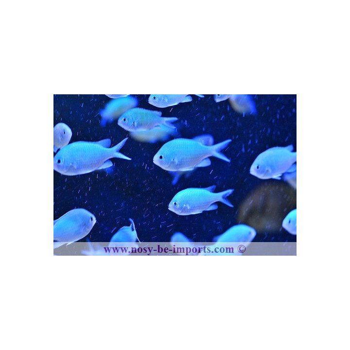 Chromis viridis - demoiselle verte - Aquarium sur mesure