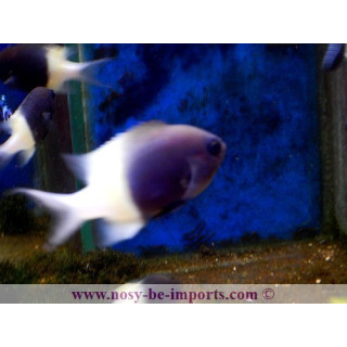 Chromis dimidiata