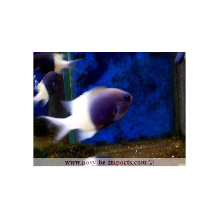 Chromis dimidiata