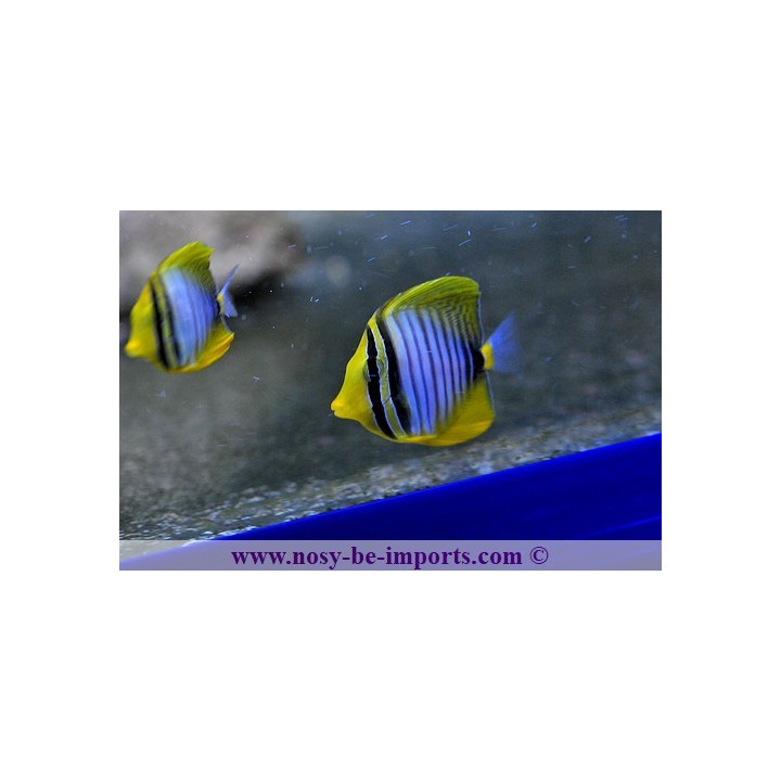 Zebrasoma desjardinii