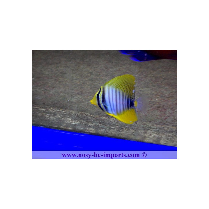 Zebrasoma desjardinii