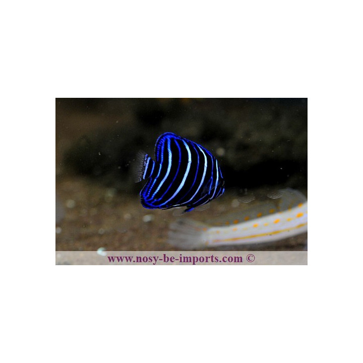 Pomacanthus chrysurus