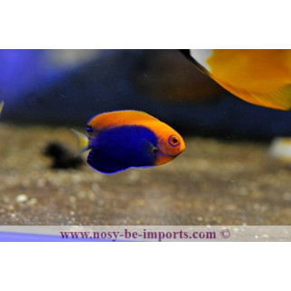 Centropyge acanthops