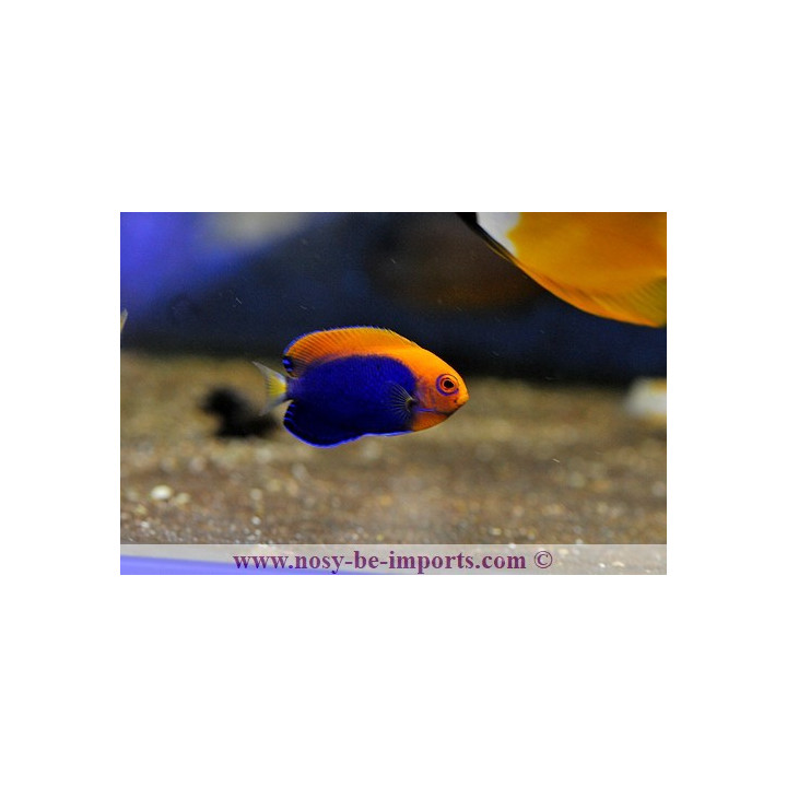 Centropyge acanthops