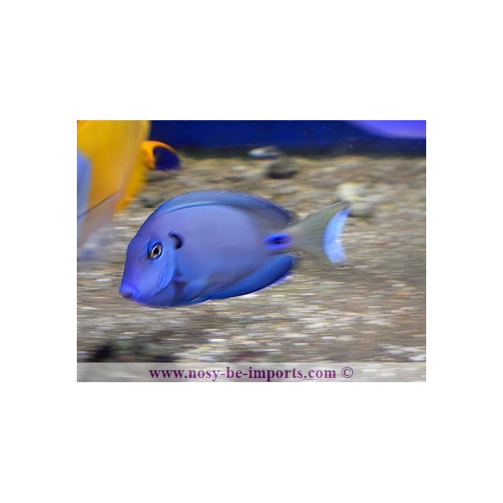 Acanthurus tennenti