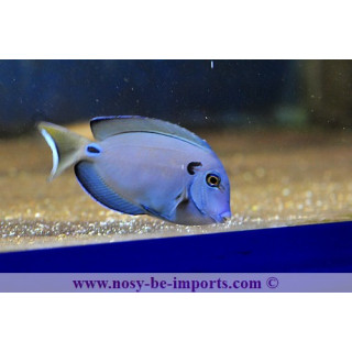 Acanthurus tennenti