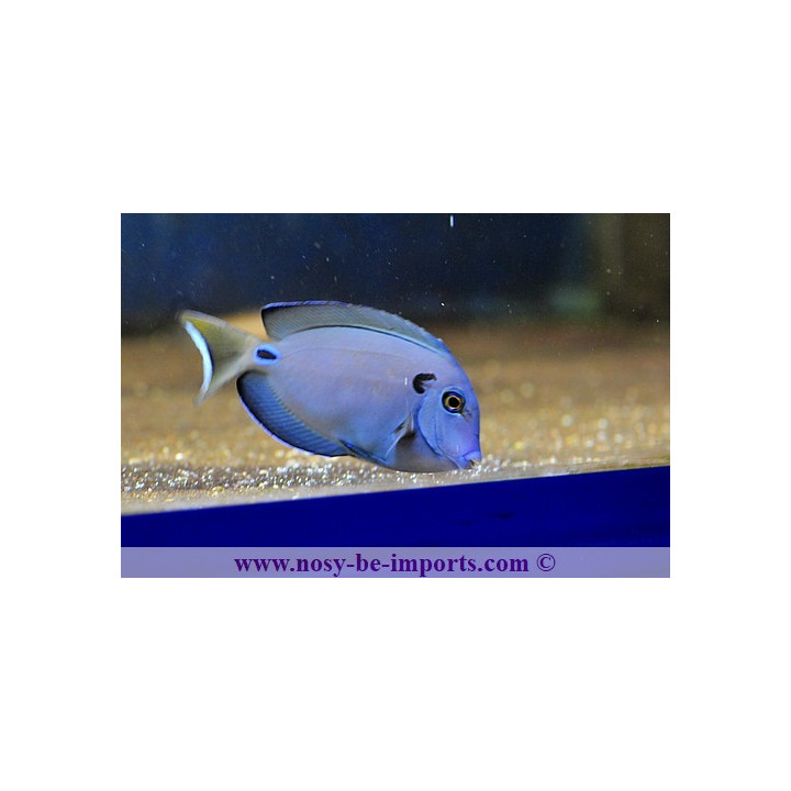 Acanthurus tennenti