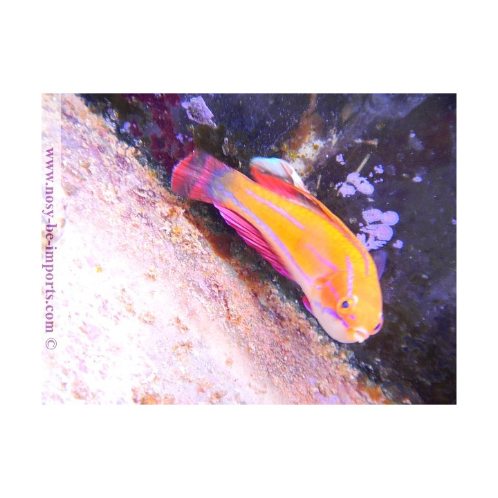 Paracheilinus mccoskeri