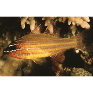 Apogon cyanosoma