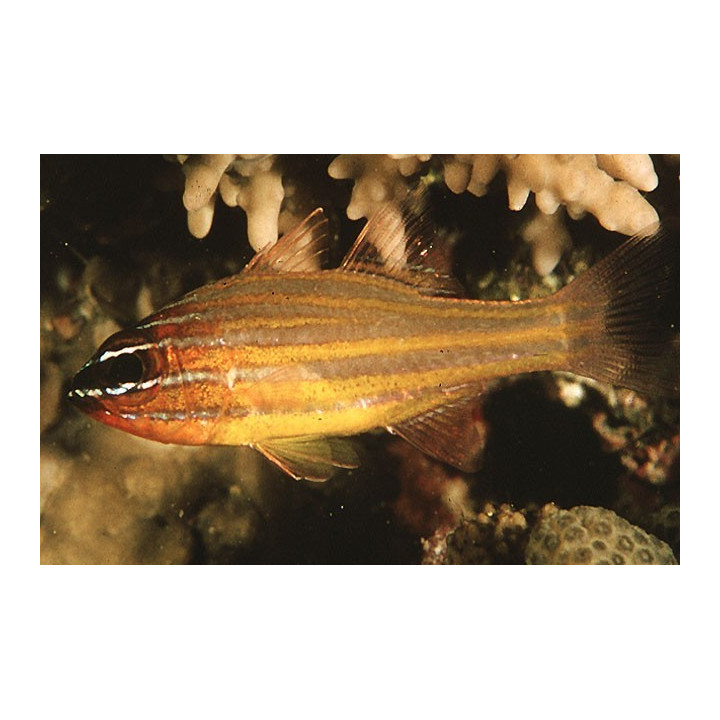 Apogon cyanosoma