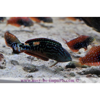 Macropharyngodon bipartitus mâle