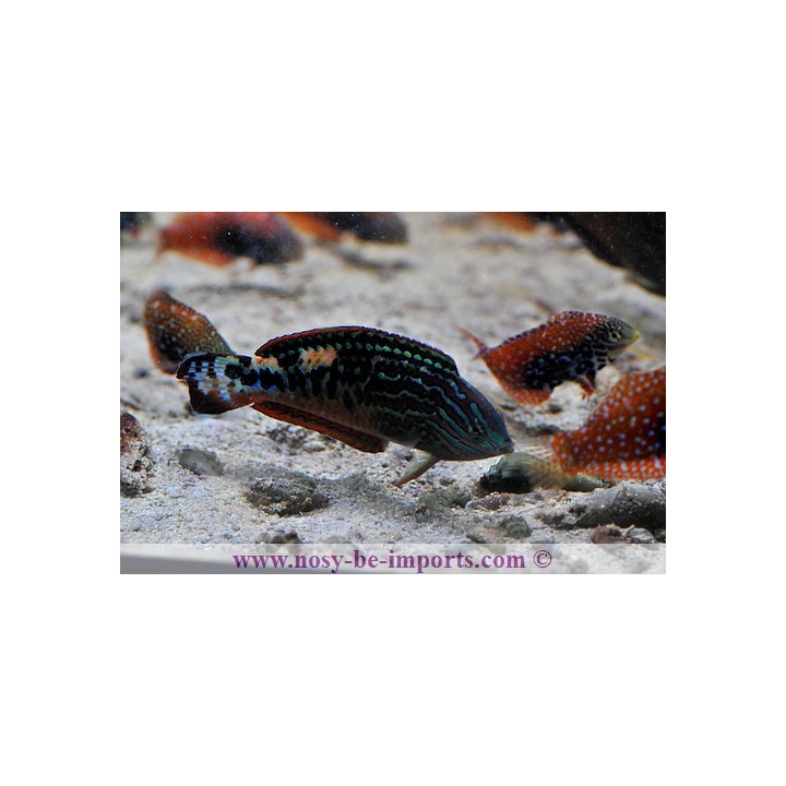 Macropharyngodon bipartitus mâle
