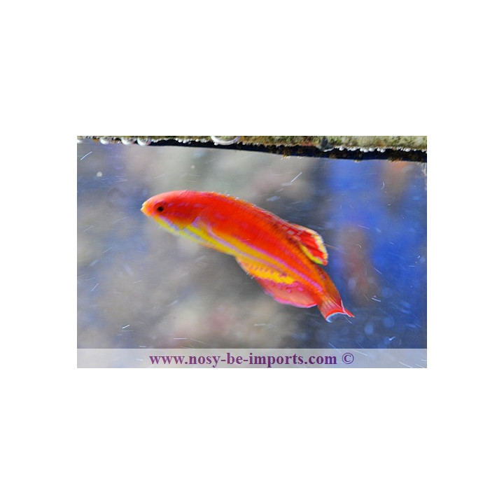 Paracheilinus attenuatus