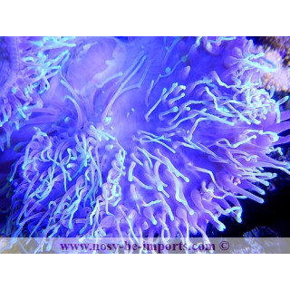 Heteractis magnifica