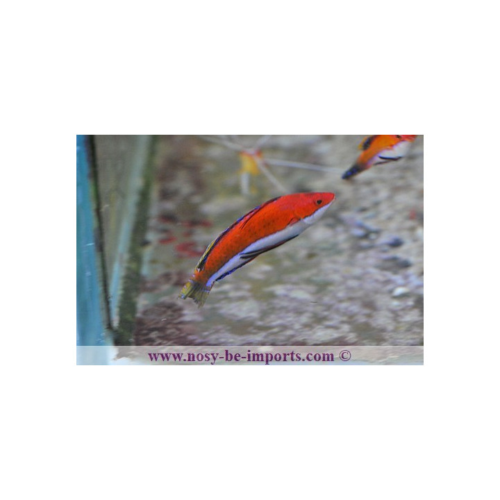 Cirrhilabrus rubeus