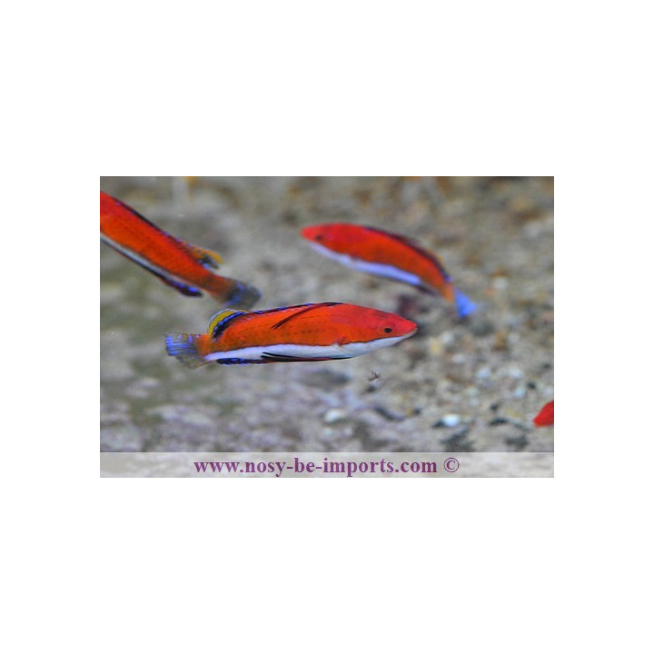 Cirrhilabrus rubeus