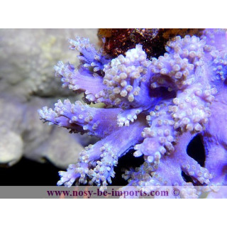 Cespitularia sp.