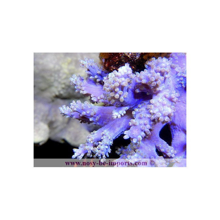 Cespitularia sp.