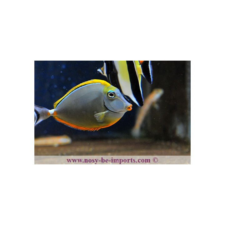 Naso elegans