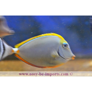 Naso elegans