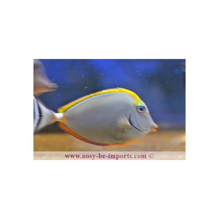 Naso elegans