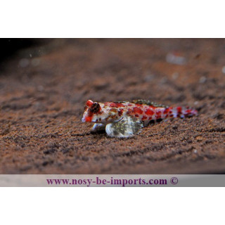 Synchiropus marmoratus