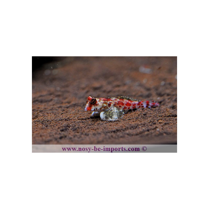 Synchiropus marmoratus