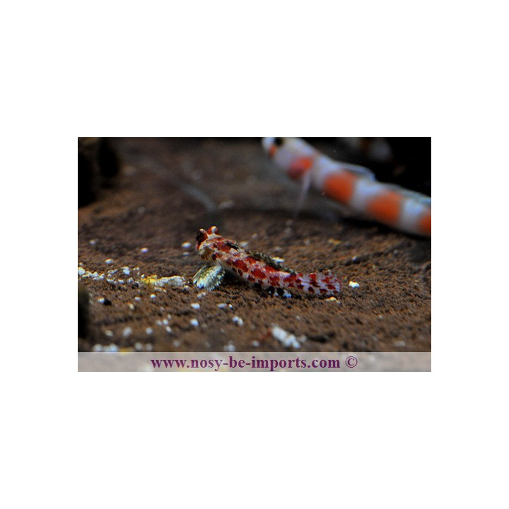 Synchiropus marmoratus