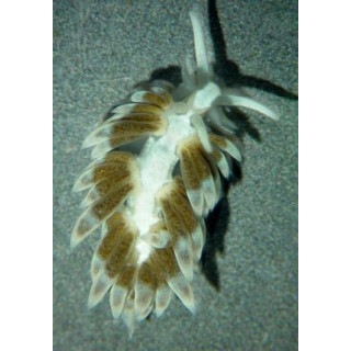 Berghia verrucicornis
