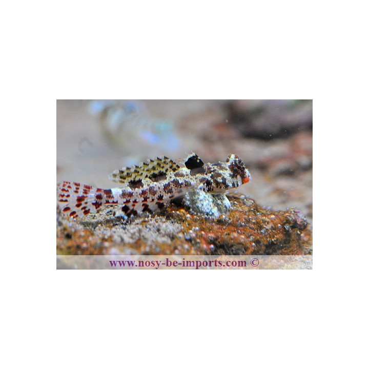 Synchiropus marmoratus