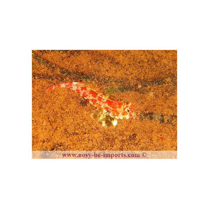 Synchiropus marmoratus