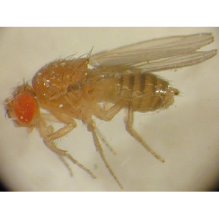 Drosophila melanogaster