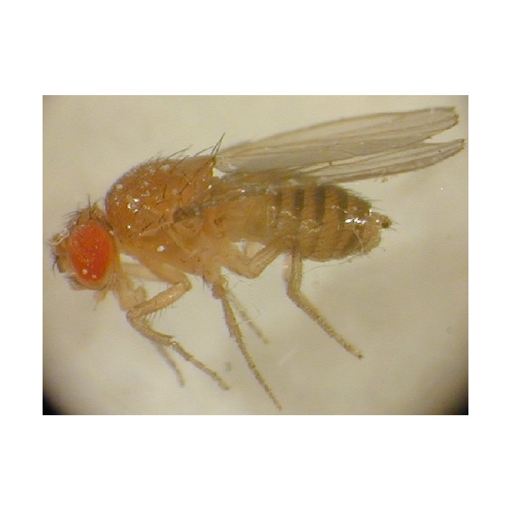Drosophila melanogaster